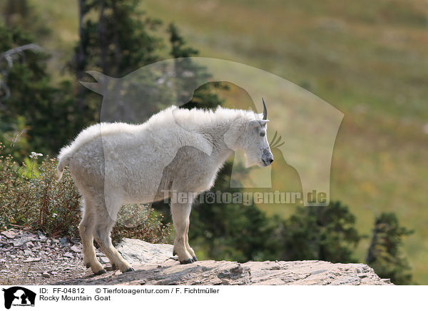 Rocky Mountain Goat / FF-04812