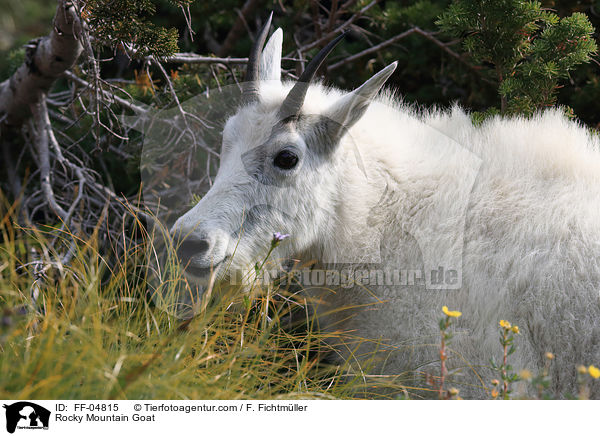 Rocky Mountain Goat / FF-04815
