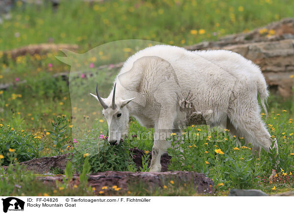 Rocky Mountain Goat / FF-04826