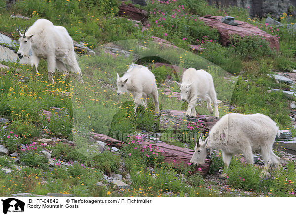 Rocky Mountain Goats / FF-04842