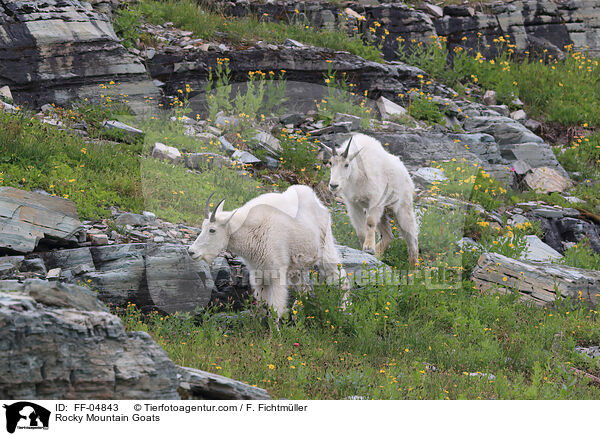 Rocky Mountain Goats / FF-04843