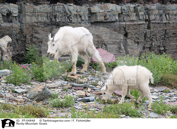 Rocky Mountain Goats / FF-04848