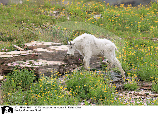 Rocky Mountain Goat / FF-04861