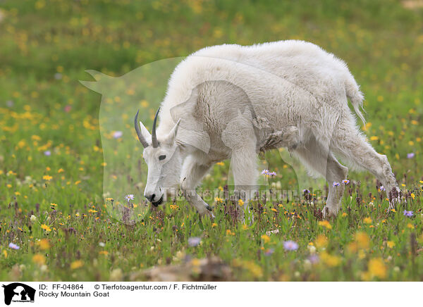 Rocky Mountain Goat / FF-04864