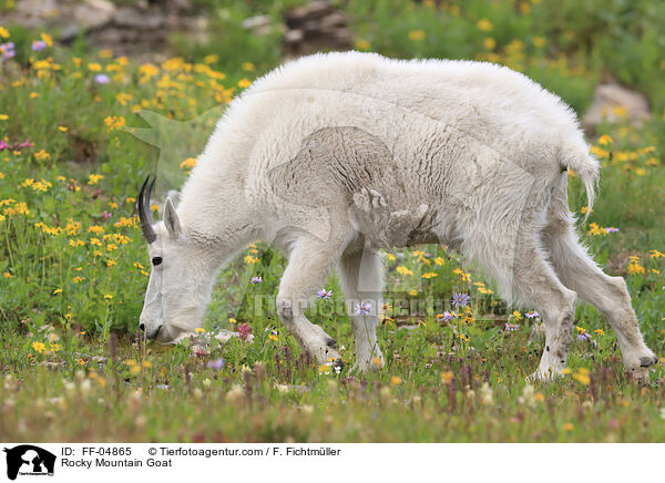 Rocky Mountain Goat / FF-04865