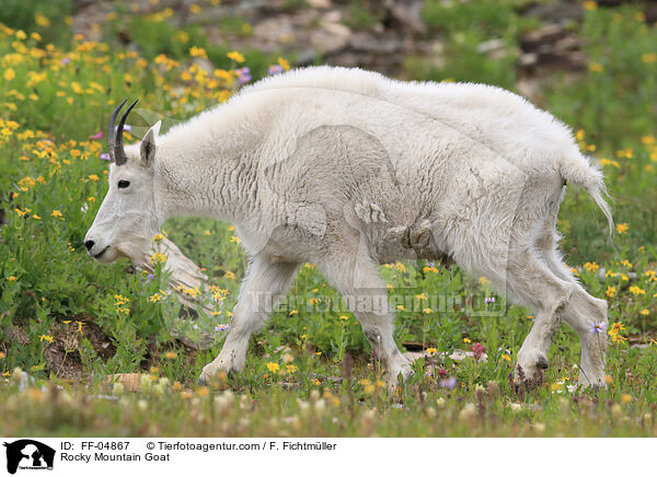 Rocky Mountain Goat / FF-04867