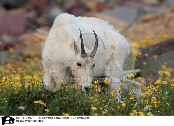 Rocky Mountain goat / FF-05674