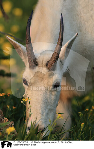 Rocky Mountain goat / FF-05676