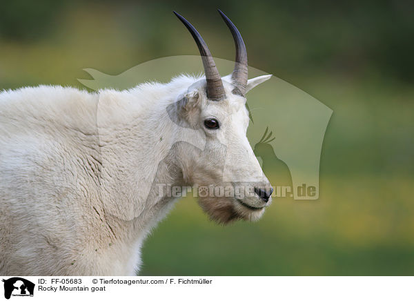 Rocky Mountain goat / FF-05683