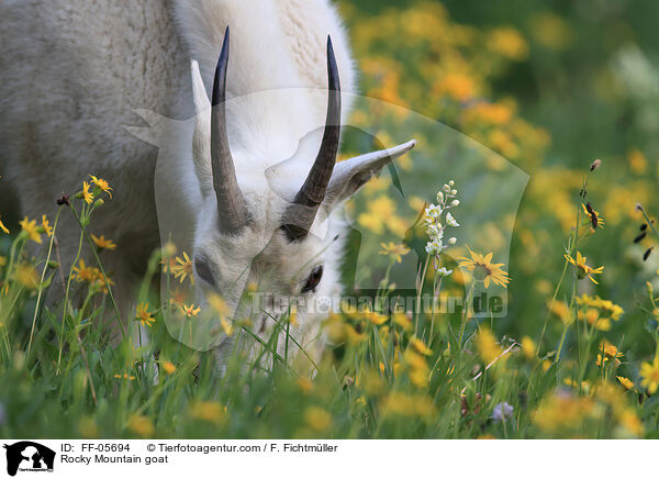 Rocky Mountain goat / FF-05694