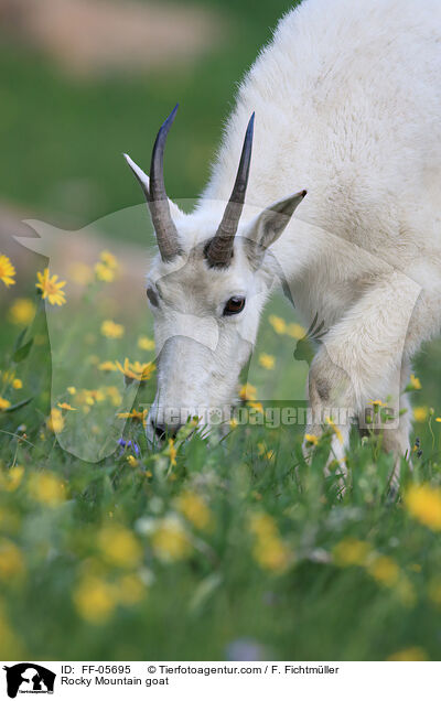 Rocky Mountain goat / FF-05695