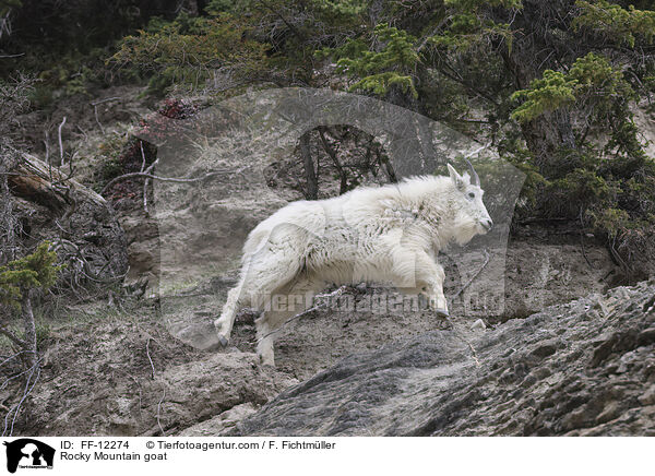 Schneeziege / Rocky Mountain goat / FF-12274