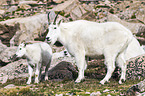 Rocky Mountain Goats