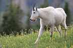 Rocky Mountain goat