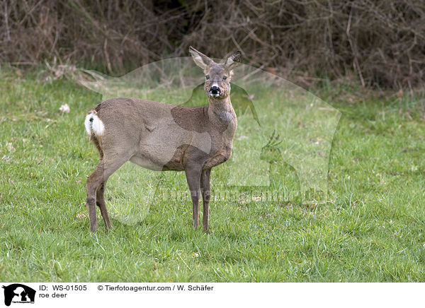roe deer / WS-01505