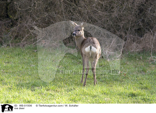 roe deer / WS-01506