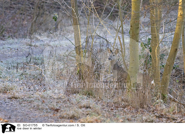 roe deer in winter / SO-01755