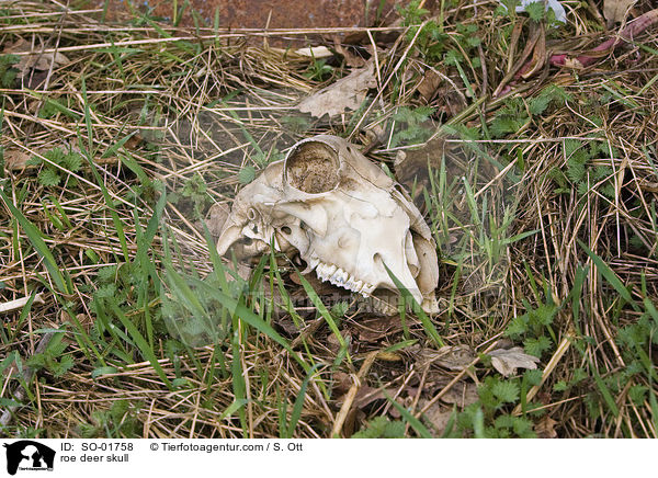 roe deer skull / SO-01758