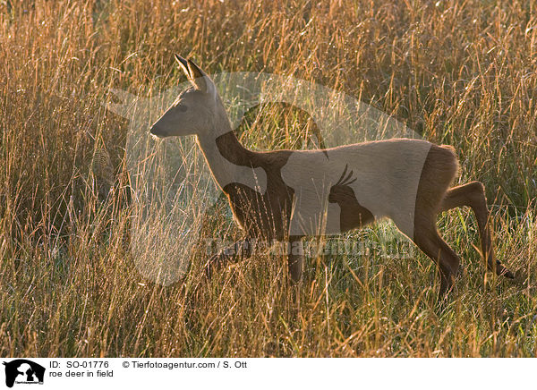 Reh im Feld / roe deer in field / SO-01776