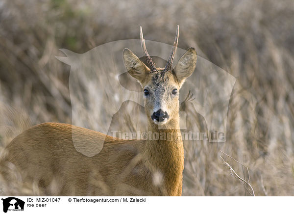 roe deer / MIZ-01047
