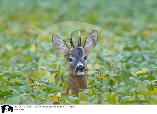 roe deer / AT-01587