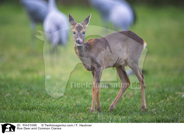 Roe Deer and Common Cranes / FH-01096