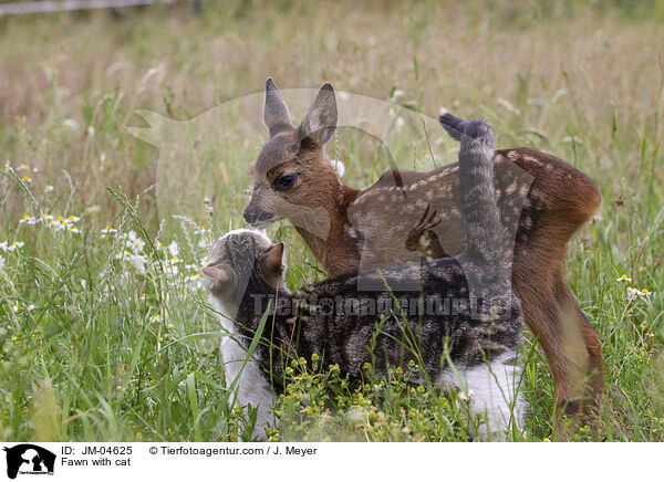 Fawn with cat / JM-04625