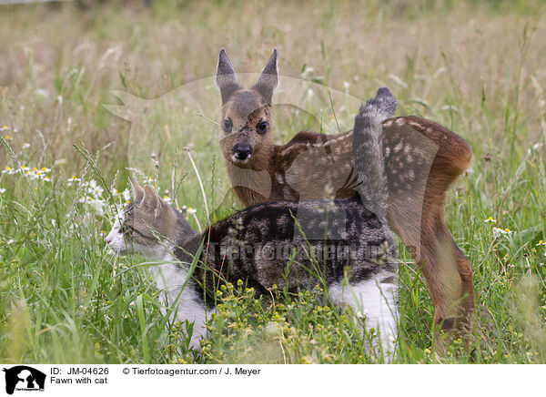 Fawn with cat / JM-04626