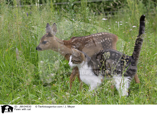 Fawn with cat / JM-04630