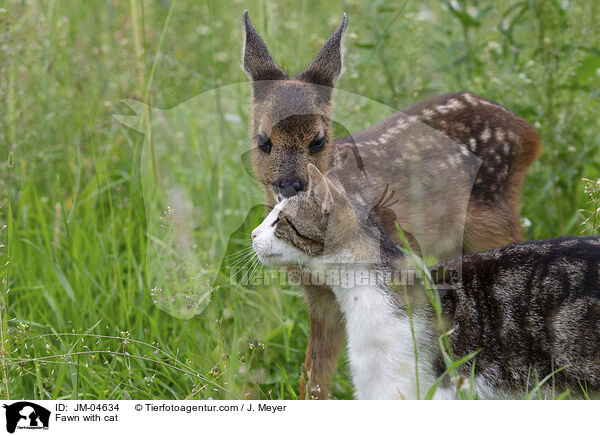 Fawn with cat / JM-04634