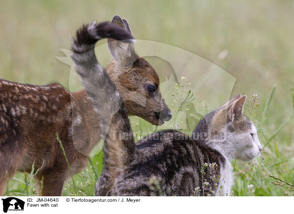Fawn with cat / JM-04640