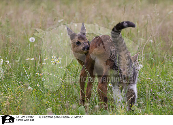 Fawn with cat / JM-04654