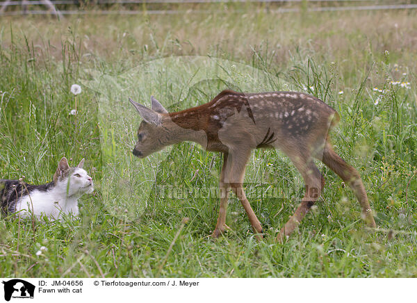 Fawn with cat / JM-04656