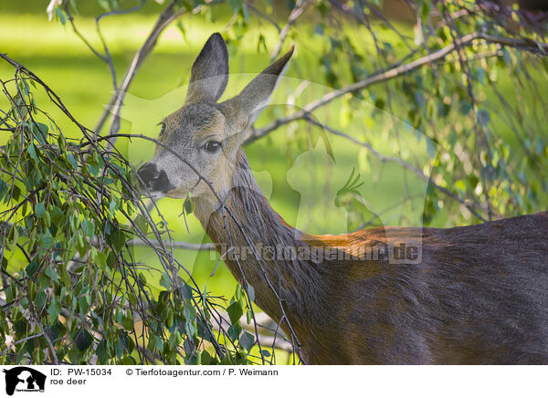 roe deer / PW-15034