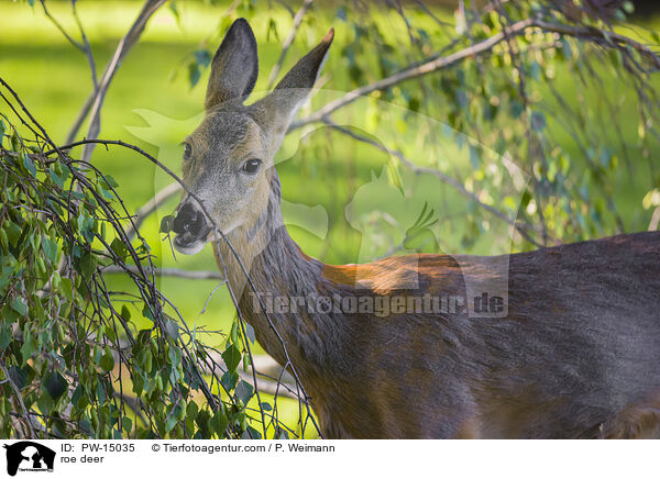 roe deer / PW-15035