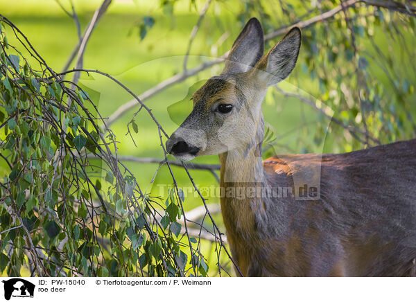 roe deer / PW-15040