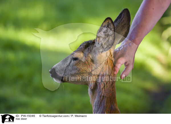 roe deer / PW-15046