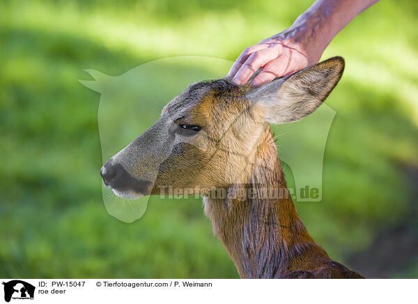 roe deer / PW-15047