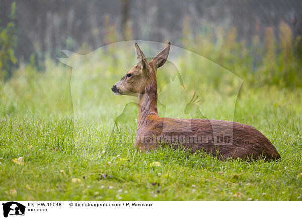 roe deer / PW-15048