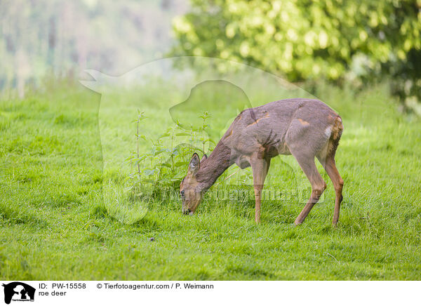 roe deer / PW-15558