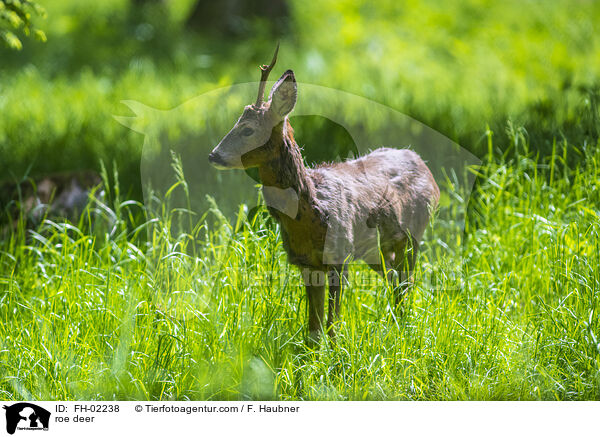 Reh / roe deer / FH-02238
