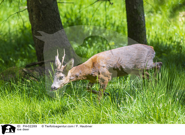 roe deer / FH-02289