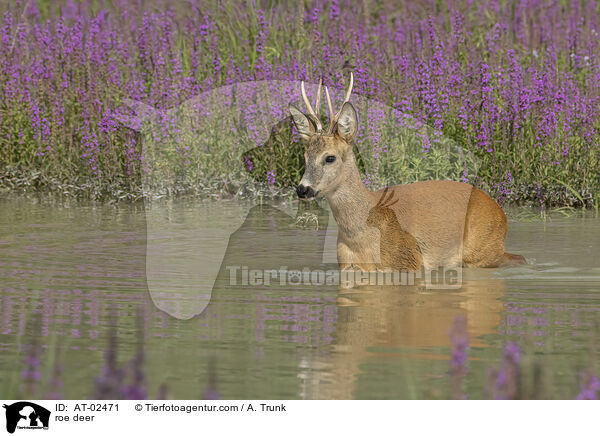 Reh / roe deer / AT-02471