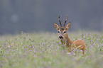 male deer