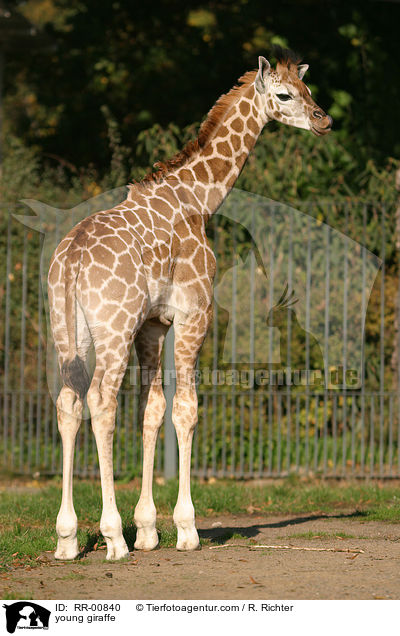 Rothschildgiraffe Junges / young giraffe / RR-00840
