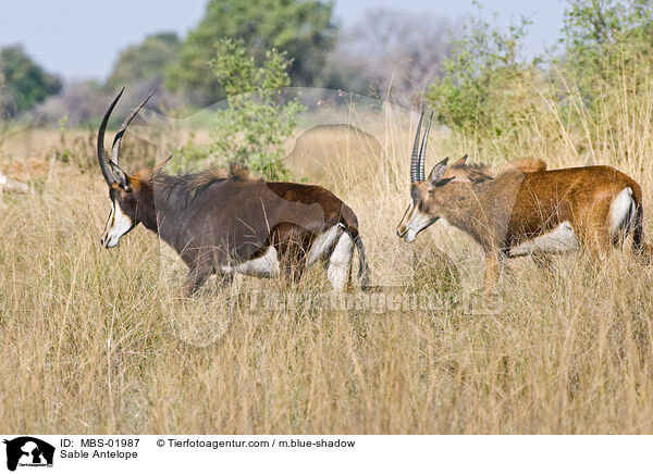 Sable Antelope / MBS-01987