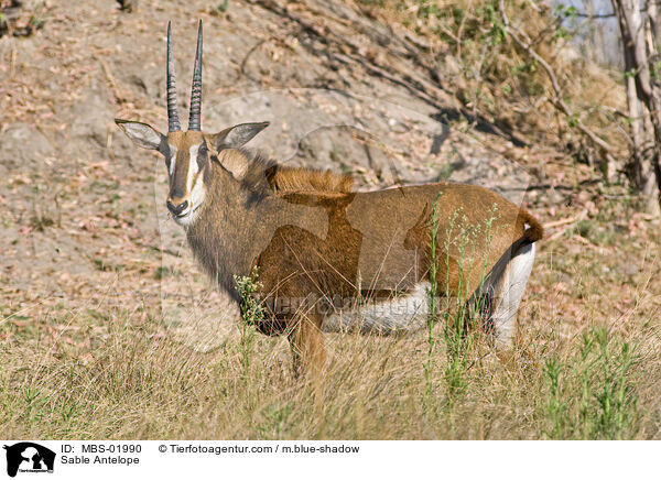Sable Antelope / MBS-01990