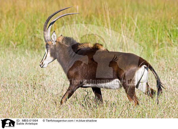 Sable Antelope / MBS-01994