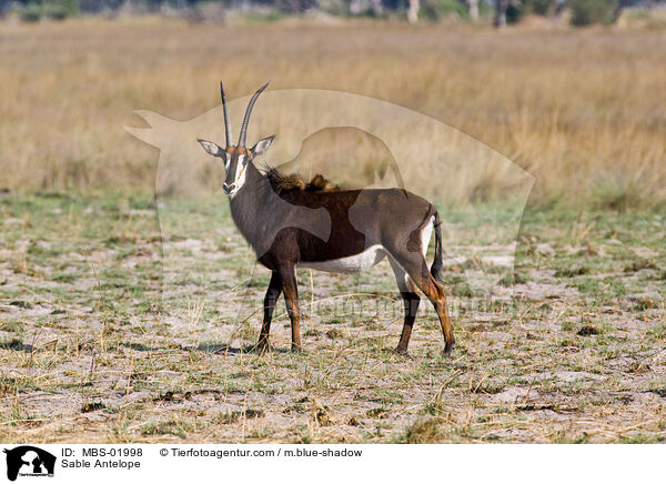 Sable Antelope / MBS-01998