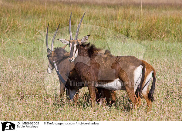 Sable Antelope / MBS-02005